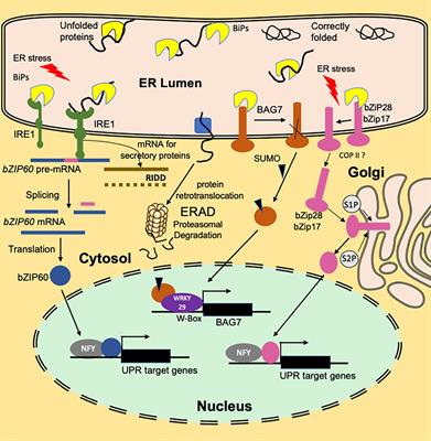 The Role of Endoplasmic Reticulum Stress Response in Pollen Development and Heat Stress Tolerance